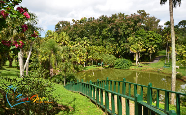 Botanical Gardens In Puerto Rico