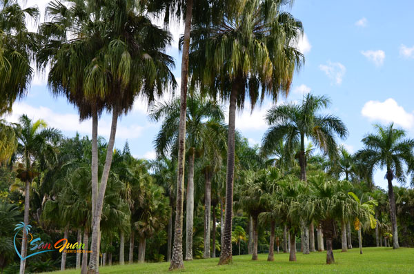 TIERRA DE SAN JUAN - Papa Jim's Botanica