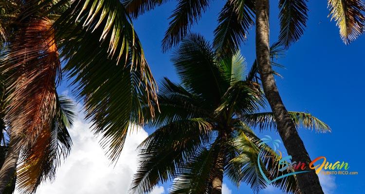 Weather in San Juan, Puerto Rico