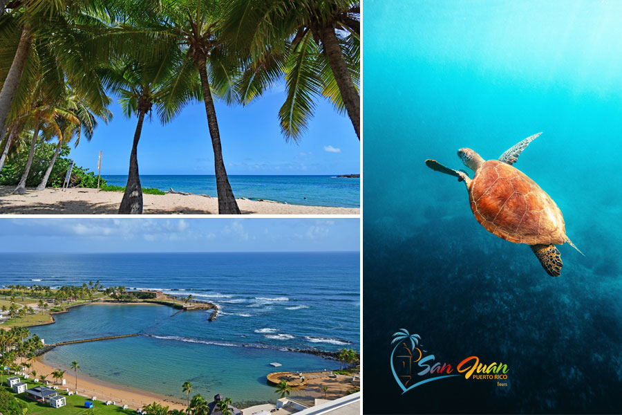 San Juan Puerto Rico Snorkeling Tours / Excursions - Sea Turtles at Escambron Beach