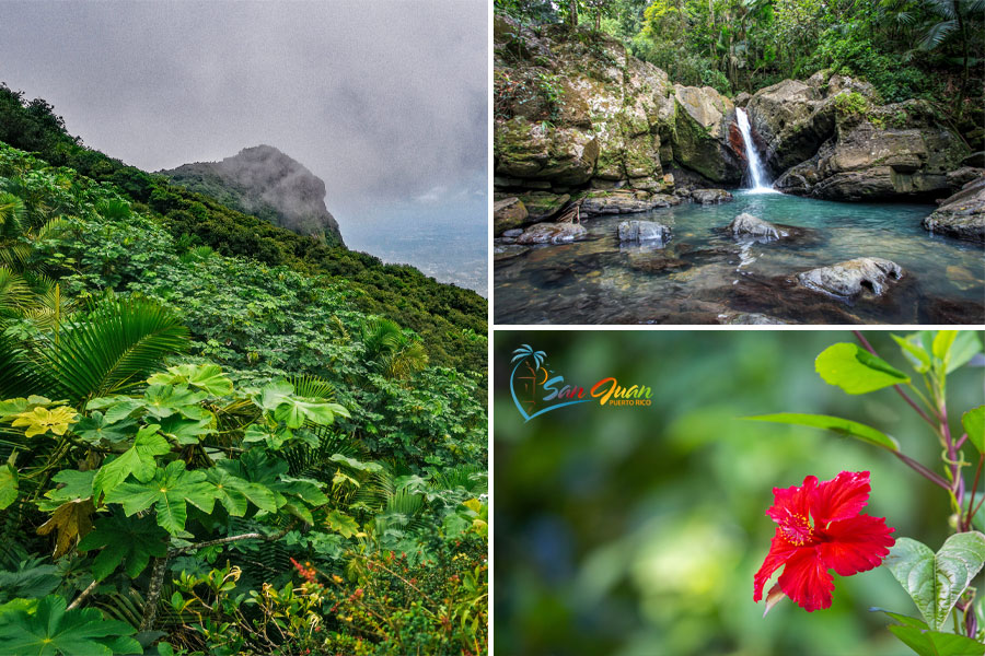 El Yunque Rainforest - Romantic Places to Visit in Puerto Rico