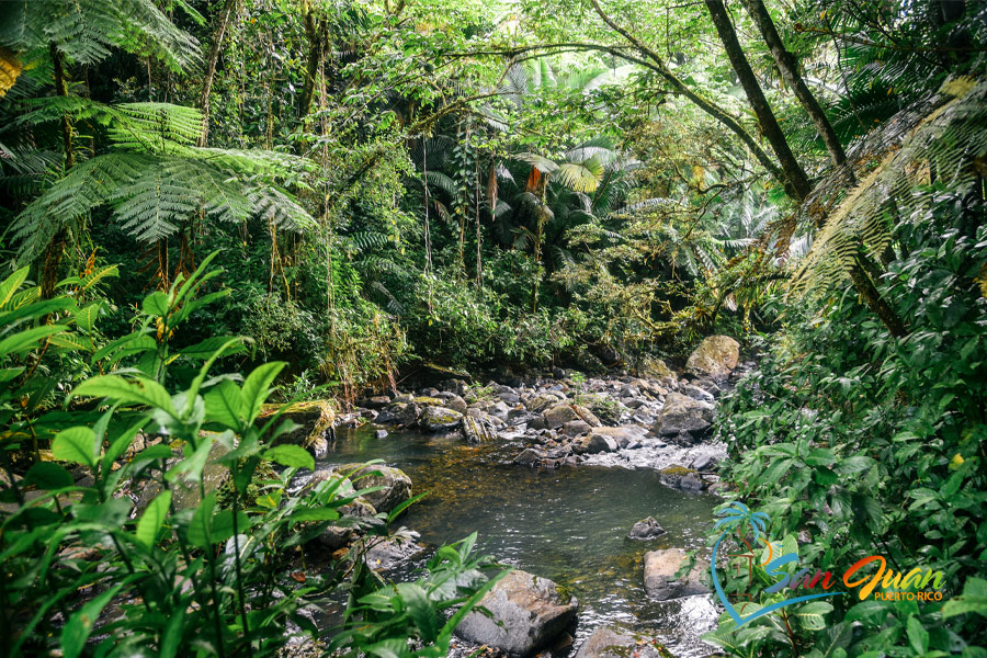 El Yunque National Rainforest - Puerto Rico Top Attractions