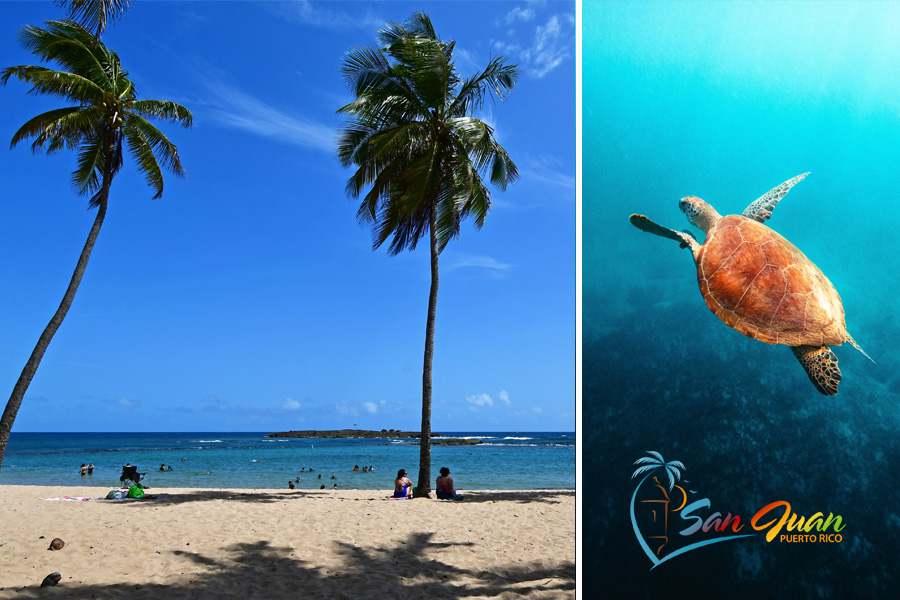 Balneario El Escambron - Best beach in San Juan where you can go snorkeling with sea turtles. 