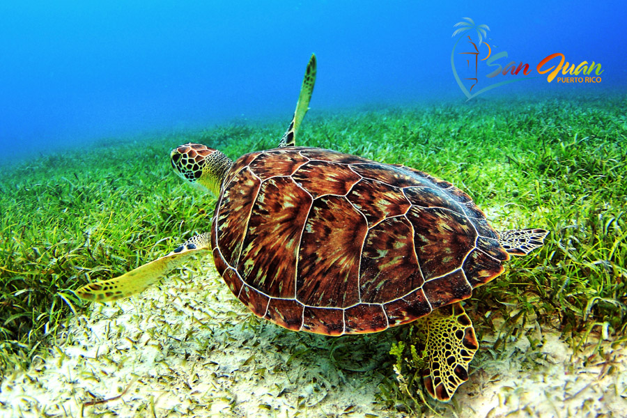 Go swimming with sea turtles - Best Things to do in San Juan Puerto Rico 